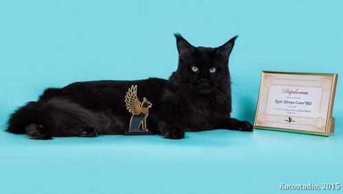 11053131_800285473386765_5784894229158522272_n 11053131_800285473386765_5784894229158522272_n