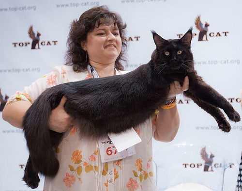 11088262_800285146720131_36654155296600311_n 11088262_800285146720131_36654155296600311_n