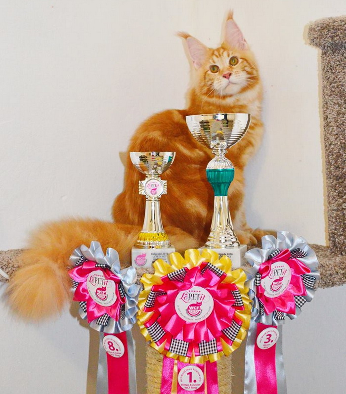 12507217_920850857992204_7566908963028393051_n 12507217_920850857992204_7566908963028393051_n