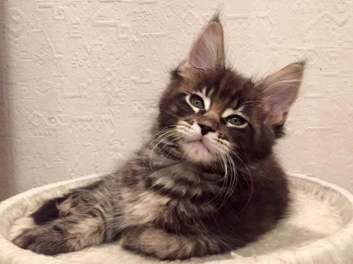 18035058_1319359288131232_605389213_n 18035058_1319359288131232_605389213_n