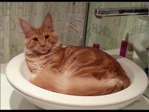 sV9wUoBXcRc-hd-image