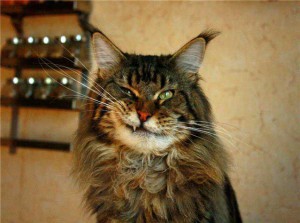 maine-coon-kusaetsya_2
