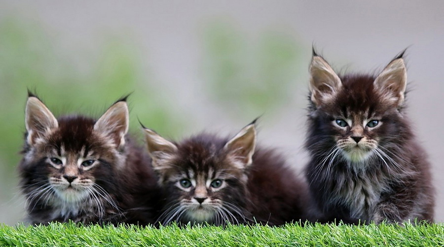 65021083_352613745450452_2129137703785070592_n 65021083_352613745450452_2129137703785070592_n